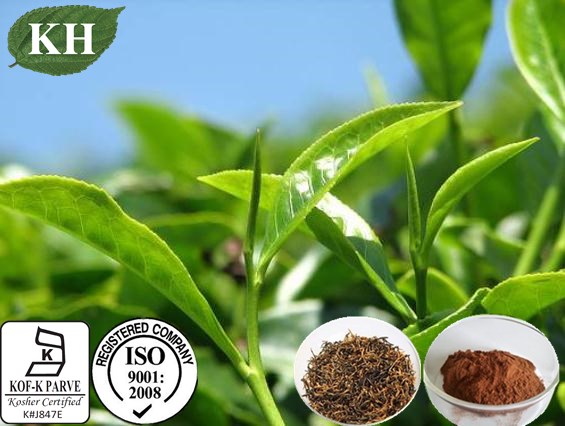 High Quality Black Tea Extract Theaflavines 40%